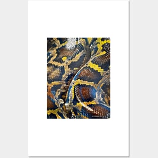 Snakeskin Posters and Art